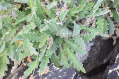 Phacelia mollis
