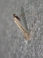 Aspilapteryx tringipennella