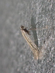 Aspilapteryx tringipennella