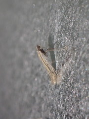 Aspilapteryx tringipennella