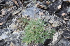Phacelia mollis