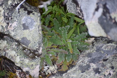 Phacelia mollis