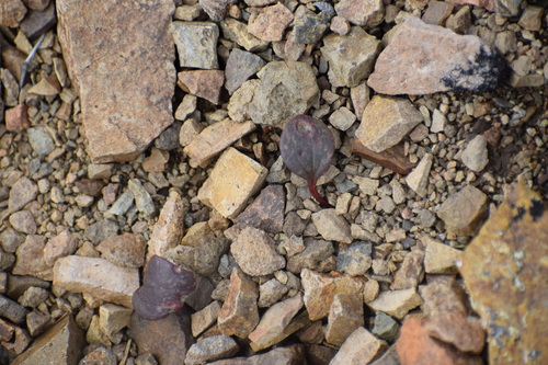 Image of Claytonia ogilviensis by (c) Syd Cannings, some rights reserved (CC BY)