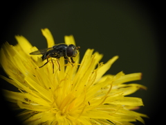 Platycheirus stegnus