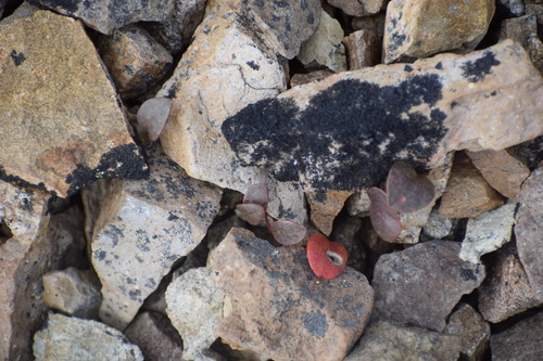 Image of Claytonia ogilviensis by (c) Syd Cannings, some rights reserved (CC BY)