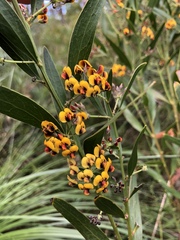 Daviesia corymbosa