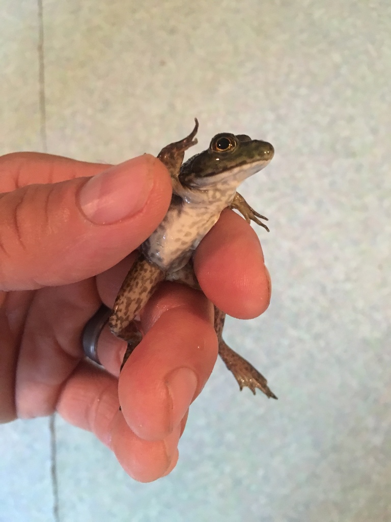 American Water Frogs from Coteau Rodaire Hwy, Arnaudville, LA, US on
