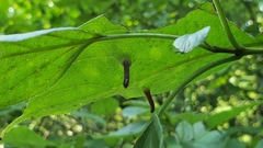 Craneiobia tuba