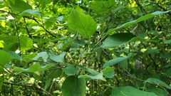 Craneiobia tuba