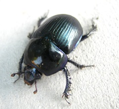 Geotrupes stercorarius