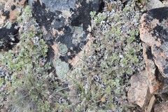 Potentilla subvahliana