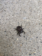 Lucanus