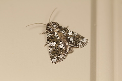 Hadena variolata
