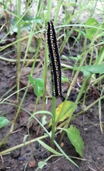 Theretra oldenlandiae