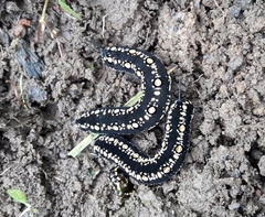 Theretra oldenlandiae