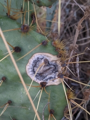 Phyllosticta concava