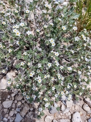 Euploca confertifolia