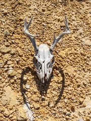 Odocoileus virginianus texanus