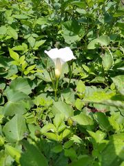 Ipomoea proxima