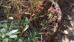 Monardella purpurea