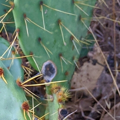 Phyllosticta concava