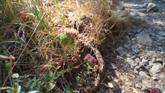 Monardella purpurea