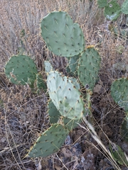 Phyllosticta concava