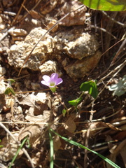 Oxalis metcalfei