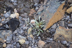 Antennaria friesiana