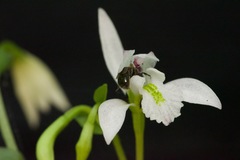 Triphora trianthophoros trianthophoros