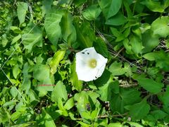 Ipomoea proxima