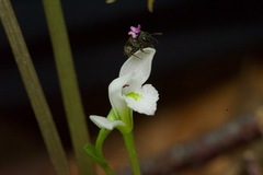 Triphora trianthophoros trianthophoros