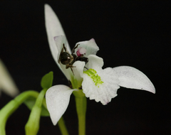 Triphora trianthophoros trianthophoros