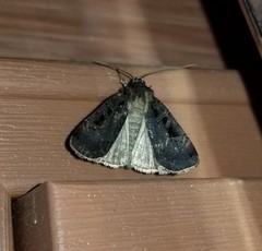 Pseudohermonassa tenuicula