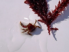 Dermaturus mandtii