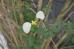 Pseudomussaenda flava