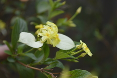 Pseudomussaenda flava