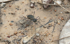 Myriochila semicincta