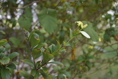 Pseudomussaenda flava