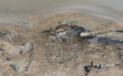 Myriochila semicincta