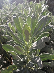 Eriodictyon traskiae smithii