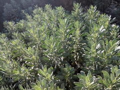 Eriodictyon traskiae smithii