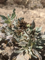 Eriodictyon traskiae smithii