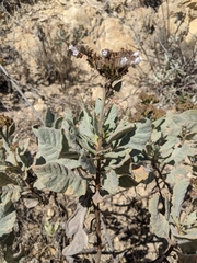 Eriodictyon traskiae smithii