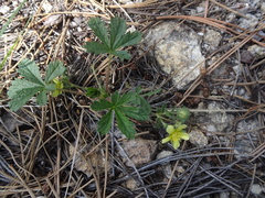 Potentilla subviscosa