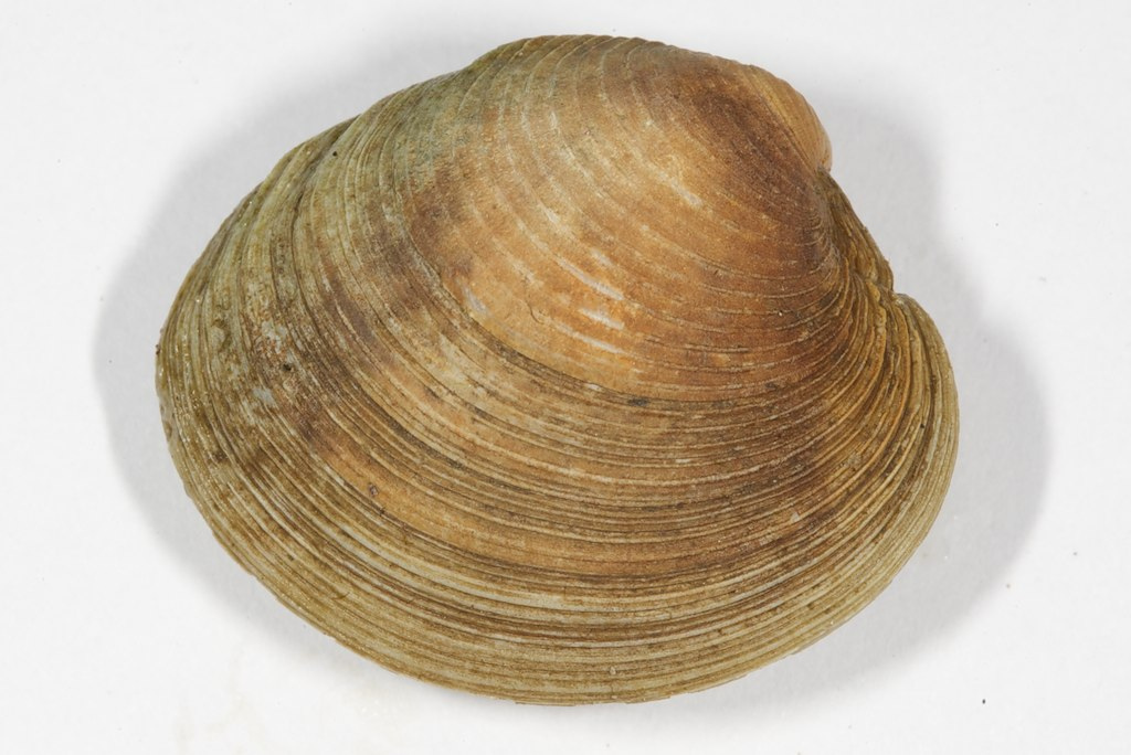 hard clam (GTM Research Reserve Mollusc Guide) · iNaturalist