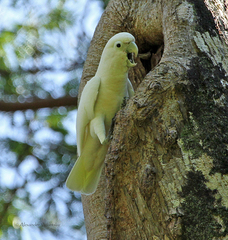 Cacatua goffiniana