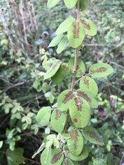 Lespedeza hirta hirta