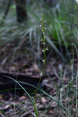 Prasophyllum brevilabre