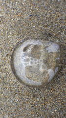 Polyorchis penicillatus